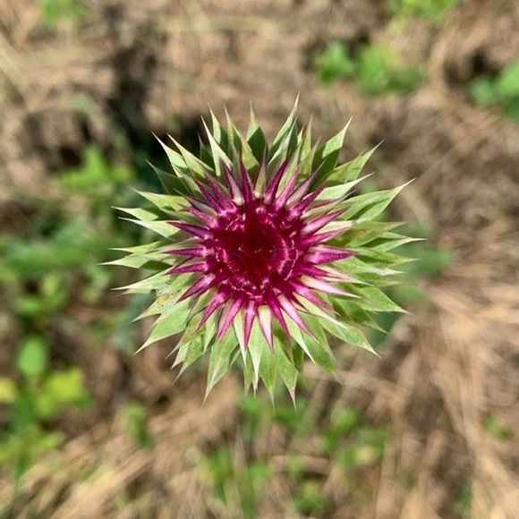 Meet your Posher, Aut - Picture 1 of 1